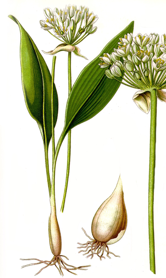 Ramsons / Wild garlic, Allium ursinum