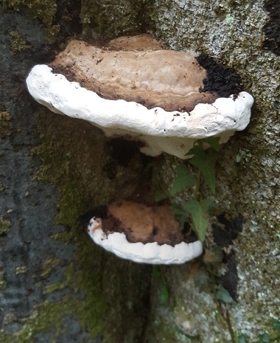 Ganoderma applanatum