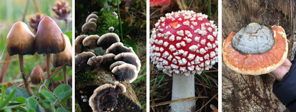 medicinal mushrooms banner