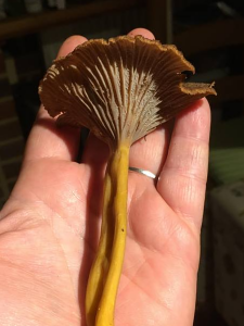 Craterellus tubaeformis