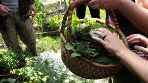 herbs in baskets