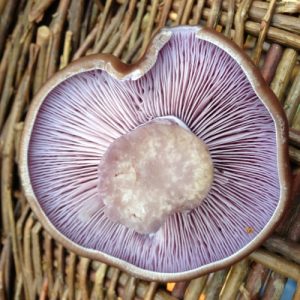 Wood blewit 