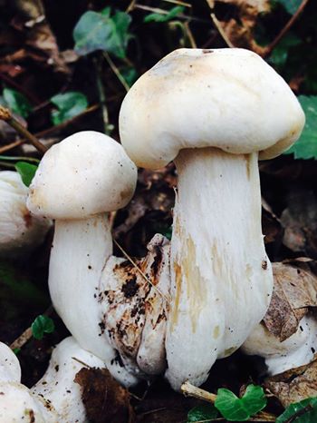 Calocybe gambosum - St. George's mushroom
