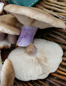 Field Blewit