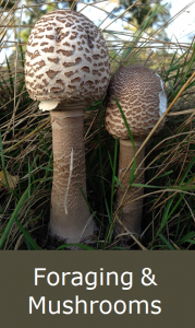 Foraging and Mushroom courses