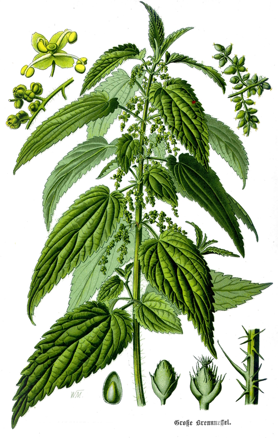 stinging nettle, Urtica dioica