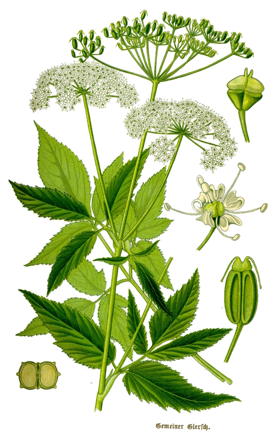 Ground elder, Aegopodium podagraria