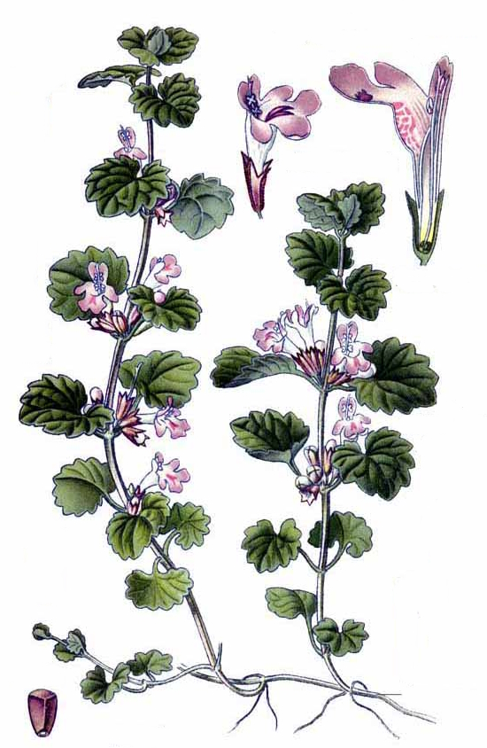 Ground ivy. Glechoma hederacea
