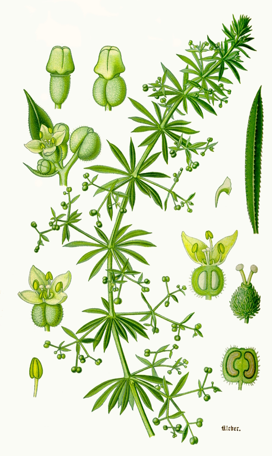 Cleavers / Goosegrass, Galium aparine