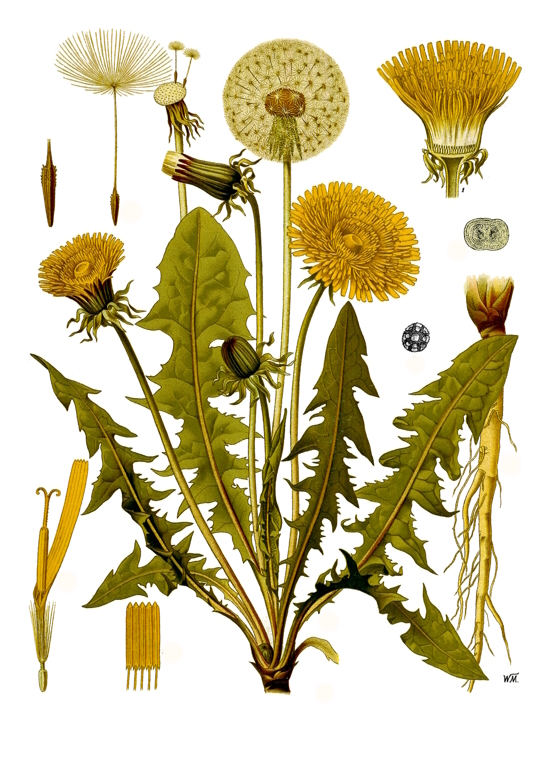 Dandelion, Taraxacum officinale