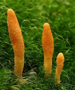 Cordyceps militaris or scarlet caterpillar club, is a powerful resilience boosting adaptogen, and has been used since ancient times in the far east. It is actually a rare native fungus in the UK that is cultivated to supply the need for medicinal use.
