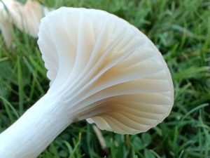 Cuphophyllus virgineus, the snowy waxcap